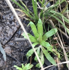 Epilobium ciliatum at O'Malley, ACT - 18 Aug 2022 12:00 PM