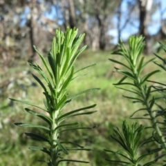 Cassinia aculeata subsp. aculeata (Dolly Bush, Common Cassinia, Dogwood) at Hawker, ACT - 12 Sep 2022 by sangio7