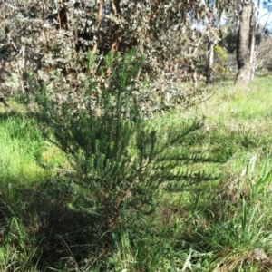 Cassinia aculeata subsp. aculeata at Hawker, ACT - 13 Sep 2022 08:28 AM