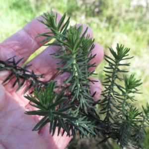 Cassinia aculeata subsp. aculeata at Hawker, ACT - 13 Sep 2022 08:28 AM