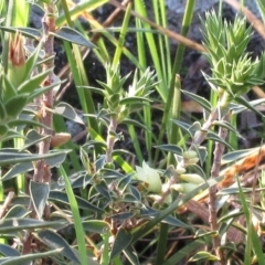 Melichrus urceolatus (Urn Heath) at The Pinnacle - 12 Sep 2022 by sangio7