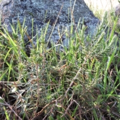 Melichrus urceolatus at Hawker, ACT - 13 Sep 2022