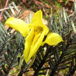 Diuris chryseopsis at Bonner, ACT - suppressed