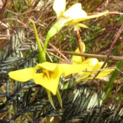 Diuris chryseopsis at Bonner, ACT - suppressed