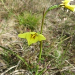 Diuris chryseopsis at Bonner, ACT - suppressed