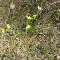 Diuris chryseopsis at Bonner, ACT - suppressed