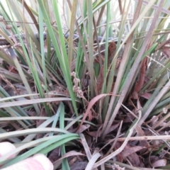 Lomandra multiflora (Many-flowered Matrush) at Weetangera, ACT - 13 Sep 2022 by sangio7