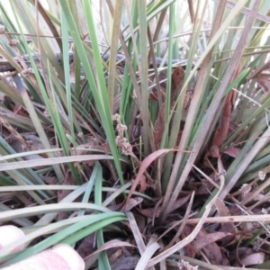 Lomandra multiflora at Weetangera, ACT - 13 Sep 2022