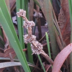 Lomandra multiflora at Weetangera, ACT - 13 Sep 2022