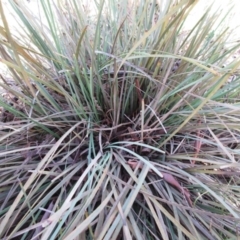 Lomandra multiflora at Weetangera, ACT - 13 Sep 2022