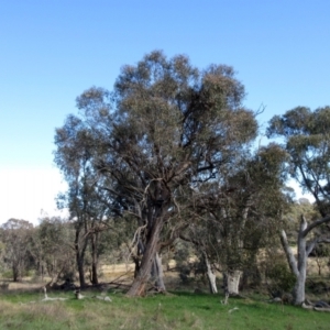 Eucalyptus bridgesiana at The Pinnacle - 13 Sep 2022