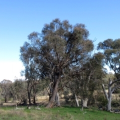 Eucalyptus bridgesiana (Apple Box) at Weetangera, ACT - 12 Sep 2022 by sangio7