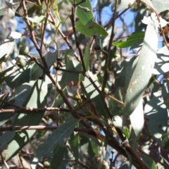 Eucalyptus bridgesiana at The Pinnacle - 13 Sep 2022