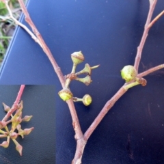 Eucalyptus bridgesiana at The Pinnacle - 13 Sep 2022