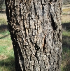 Eucalyptus bridgesiana at The Pinnacle - 13 Sep 2022 08:53 AM