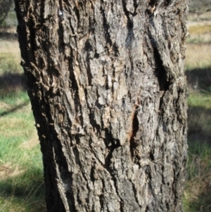 Eucalyptus bridgesiana at Weetangera, ACT - 13 Sep 2022
