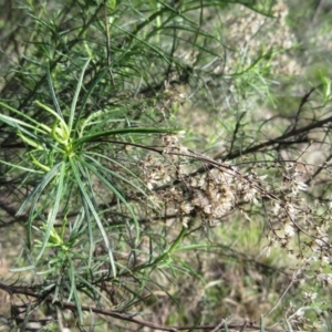 Cassinia quinquefaria at Weetangera, ACT - 13 Sep 2022