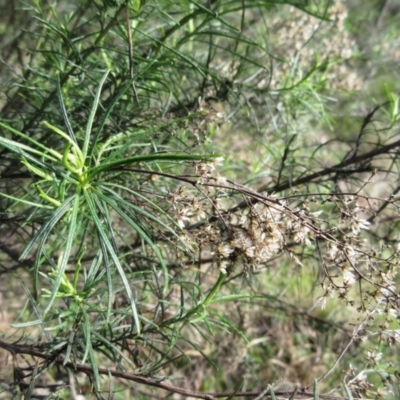 Cassinia quinquefaria (Rosemary Cassinia) at Weetangera, ACT - 12 Sep 2022 by sangio7