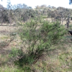 Cassinia quinquefaria at Weetangera, ACT - 13 Sep 2022 09:09 AM