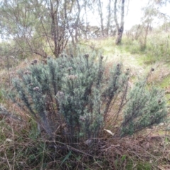 Chrysocephalum semipapposum (Clustered Everlasting) at Weetangera, ACT - 12 Sep 2022 by sangio7