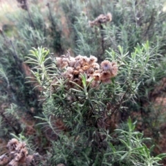 Chrysocephalum semipapposum at Weetangera, ACT - 13 Sep 2022