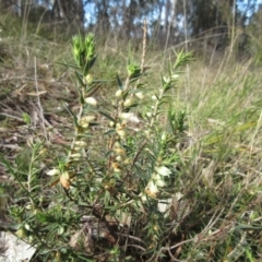 Melichrus urceolatus (Urn Heath) at Weetangera, ACT - 13 Sep 2022 by sangio7