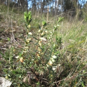 Melichrus urceolatus at Weetangera, ACT - 13 Sep 2022 09:25 AM