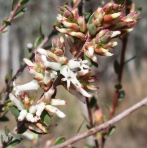 Brachyloma daphnoides at Weetangera, ACT - 13 Sep 2022 09:35 AM