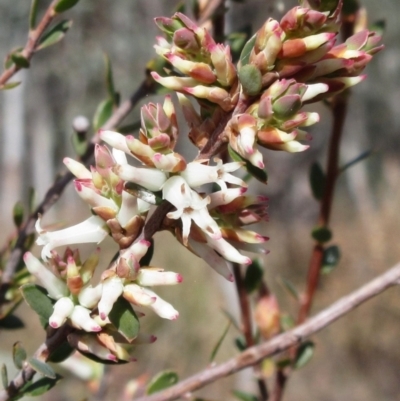 Brachyloma daphnoides (Daphne Heath) at The Pinnacle - 12 Sep 2022 by sangio7