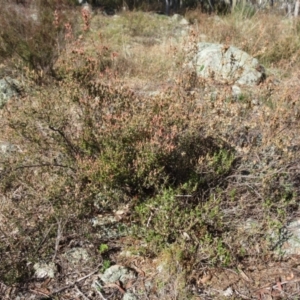 Brachyloma daphnoides at Weetangera, ACT - 13 Sep 2022 09:35 AM