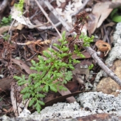 Cheilanthes sieberi (Rock Fern) at Weetangera, ACT - 13 Sep 2022 by sangio7