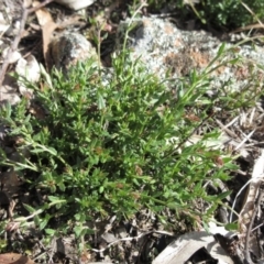 Gonocarpus tetragynus (Common Raspwort) at Weetangera, ACT - 13 Sep 2022 by sangio7