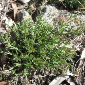 Gonocarpus tetragynus at Weetangera, ACT - 13 Sep 2022