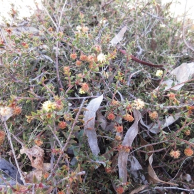 Acacia gunnii (Ploughshare Wattle) at Weetangera, ACT - 12 Sep 2022 by sangio7