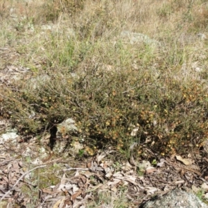 Acacia gunnii at Weetangera, ACT - 13 Sep 2022