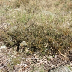 Acacia gunnii at Weetangera, ACT - 13 Sep 2022