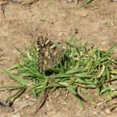 Vanessa kershawi (Australian Painted Lady) at Swan Hill, VIC - 4 Sep 2022 by Christine