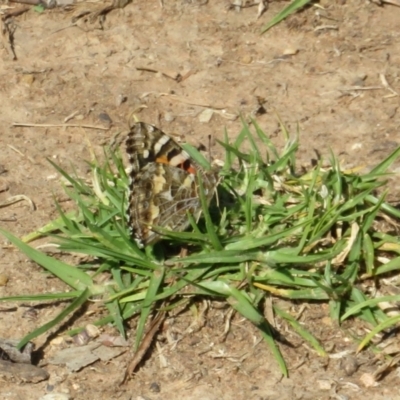 Vanessa kershawi (Australian Painted Lady) at Swan Hill, VIC - 4 Sep 2022 by Christine