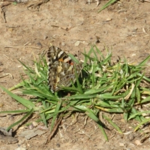 Vanessa kershawi (Australian Painted Lady) at Swan Hill, VIC by Christine