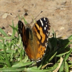 Vanessa kershawi at Swan Hill, VIC - 4 Sep 2022 02:28 PM