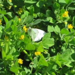 Pieris rapae at Underbool, VIC - 4 Sep 2022 10:55 AM