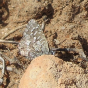 Theclinesthes serpentata at Underbool, VIC - 4 Sep 2022 10:53 AM