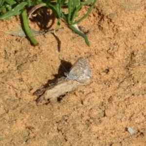 Theclinesthes serpentata at Underbool, VIC - 4 Sep 2022 10:53 AM