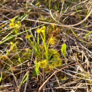 Drosera gunniana at Jerrabomberra, ACT - 14 Sep 2022