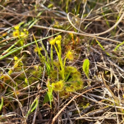 Drosera gunniana (Pale Sundew) at Isaacs Ridge and Nearby - 14 Sep 2022 by Mike