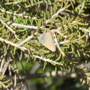 Nacaduba biocellata at Underbool, VIC - 4 Sep 2022