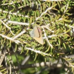 Nacaduba biocellata at Underbool, VIC - 4 Sep 2022