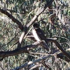 Cracticus torquatus (Grey Butcherbird) at Isaacs Ridge and Nearby - 14 Sep 2022 by Mike