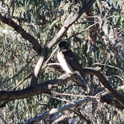 Cracticus torquatus (Grey Butcherbird) at Isaacs Ridge and Nearby - 14 Sep 2022 by Mike