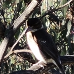 Cracticus torquatus at Jerrabomberra, ACT - 14 Sep 2022